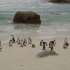 Pinguine in Boulders