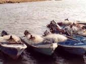 Jambeli