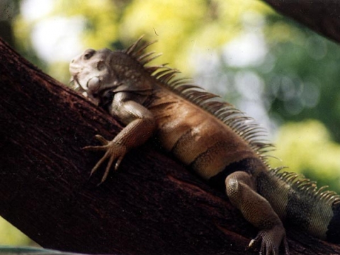 Guayaquil - Iguana Guayaquil - Iguana
