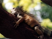 Iguana