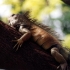 Iguana