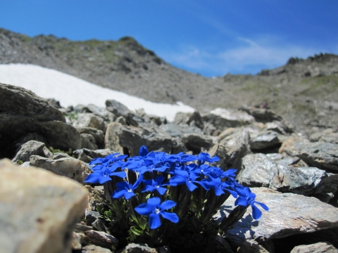 Rastkogel - zurück zur Rastkogelhütte - traumhafte Vegetation Rastkogel - zurück zur Rastkogelhütte - traumhafte Vegetation