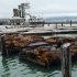 die Robben am Pier 39 die Robben am Pier 39