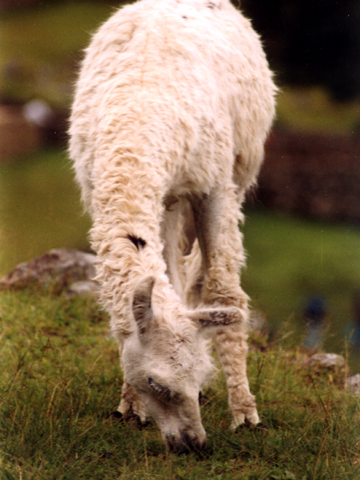 Cusco - Lama am Machu Picchu Cusco - Lama am Machu Picchu