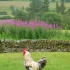 Fairshaw Rigg Hexham Fairshaw Rigg Hexham