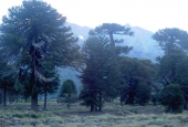 Araukarien