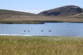 Flamingos