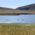 Flamingos