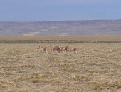 Guanakos