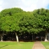der Banyan Tree der Banyan Tree