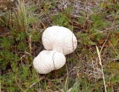 Pilze