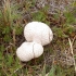 Pilze Pilze
