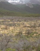 Im Tal des Rio Fitz Roy