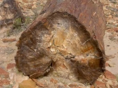 Versteinerte Wälder