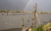 Bosque Muerto am R&iacute;o Ib&aacute;&ntilde;ez