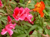 Blume im Regenwald