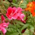 Blume im Regenwald Blume im Regenwald