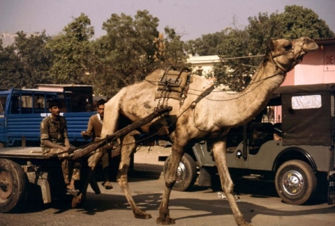 Jaipur - Straßenszene in Jaipur Jaipur - Straßenszene in Jaipur