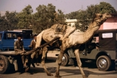 Straßenszene in Jaipur