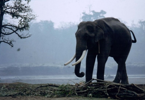Nārāyangarh - Chitwan-Nationalpark Nārāyangarh - Chitwan-Nationalpark