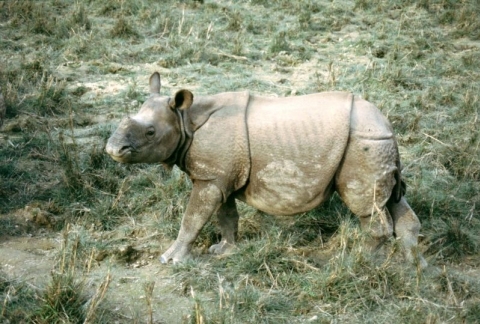 Nārāyangarh - Chitwan-Nationalpark Nārāyangarh - Chitwan-Nationalpark
