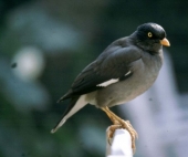 Sänger am Wegesrand