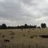 Farm Farm
