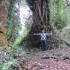 Patagonische Urwald Patagonische Urwald