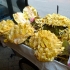 Durian Durian