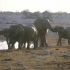 Elefanten im Etosha National Park