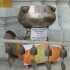 Bangkok Bangkok