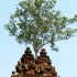 Angkor Angkor
