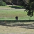 Kängurus auf dem Golfplatz Kängurus auf dem Golfplatz