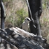 Kookaburra (in Deutschland: "Lachender Hans"-so klingt er auch wirklich) Kookaburra (in Deutschland: "Lachender Hans"-so klingt er auch wirklich)