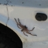 (wahrscheinlich) eine kleine niedliche Huntsman (war nicht an unserem Auto ;)) (wahrscheinlich) eine kleine niedliche Huntsman (war nicht an unserem Auto ;))