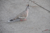 Holger-Punkervogel