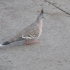 Holger-Punkervogel Holger-Punkervogel