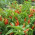 Lecker Chili für Holger (durften wir aber leider nicht ernten) Lecker Chili für Holger (durften wir aber leider nicht ernten)