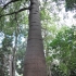 Bottletree Bottletree