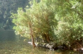 Im Parque Nacional Queulat