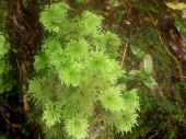 Hypopterygium didictyon; Moos im Regenwald