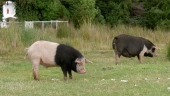 Zwei Schweinchen