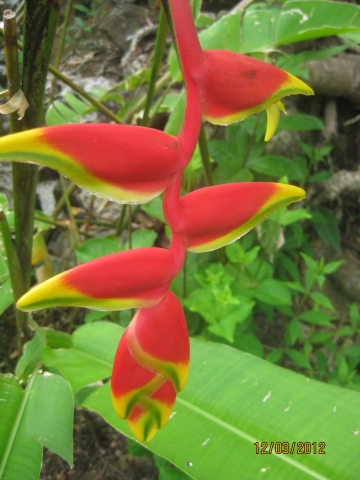 Roseau