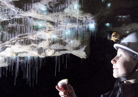 Waitomo Caves