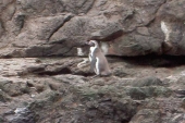 Humboldtpinguin