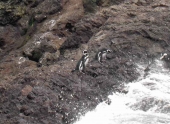 Magellanpinguine