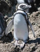 Magellanpinguin