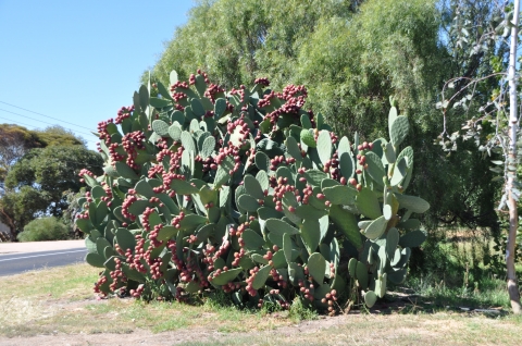 Renmark