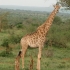 Giraffe im Kruger Nationalpark
