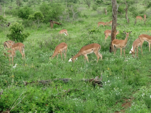 Impalas